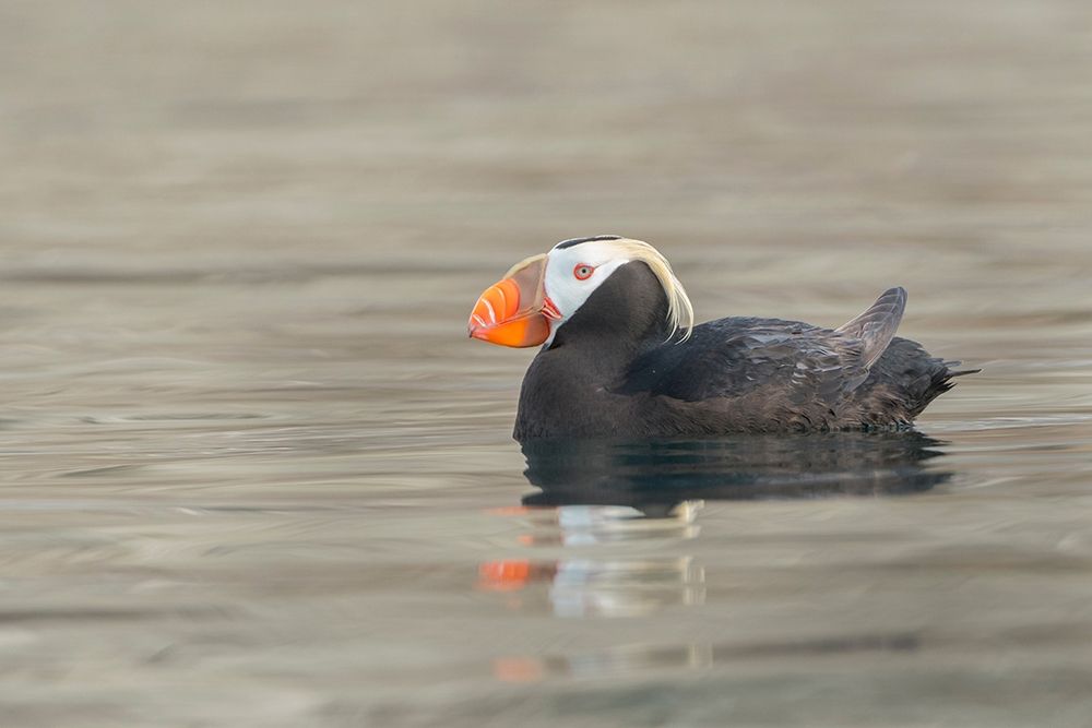 Washington State A Tufted Puffin (Fratercula cirrhata) floats near Protection Island art print by Gary Luhm for $57.95 CAD